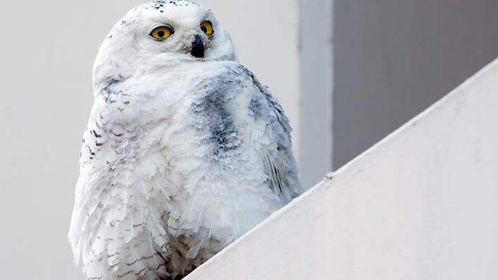 US experiences largest influx of snowy owls in decades