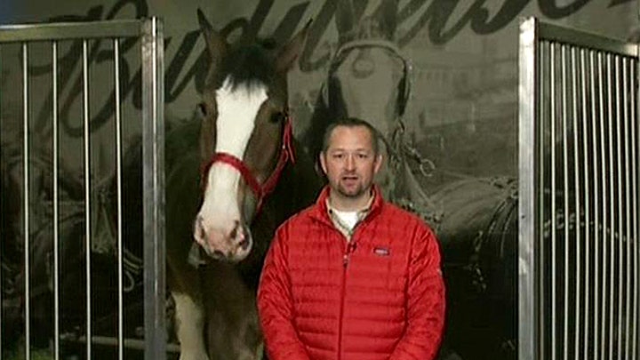Exclusive: Budweiser announces name of Clydesdale