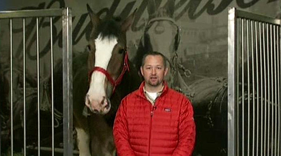 Exclusive: Budweiser announces name of Clydesdale
