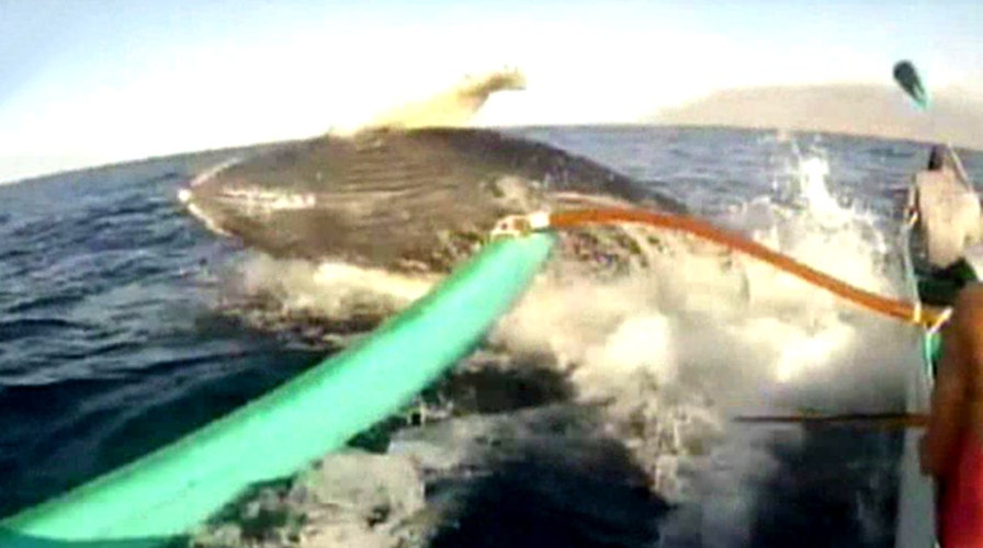 Humpback leaps out of water, crashes into canoe