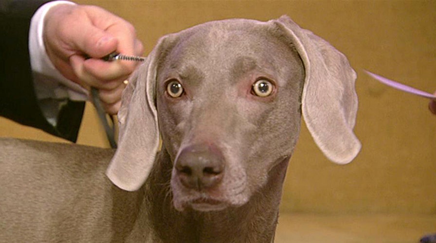 Stars of the Westminster Kennel Club Dog Show