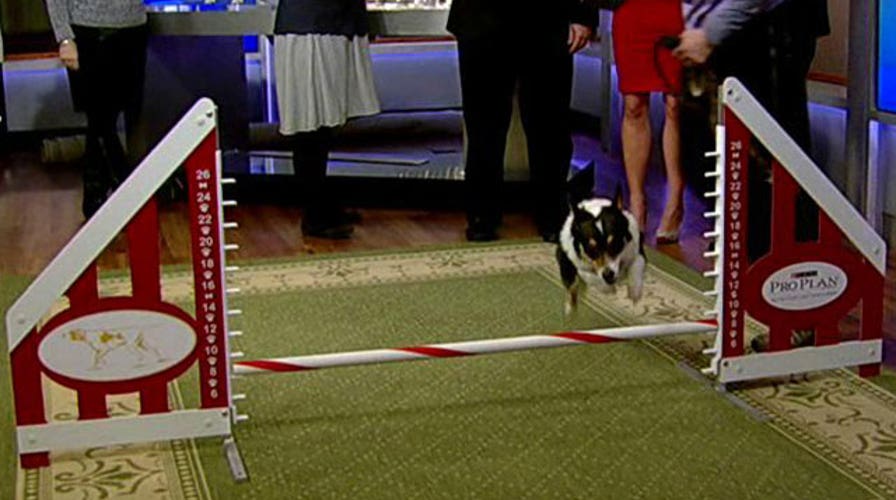 Fox Flash: New breeds