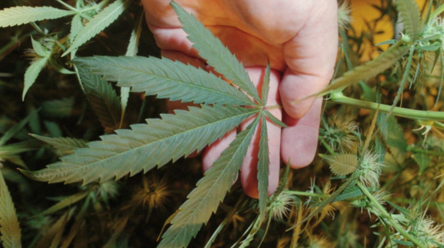 What are marijuana��s effects on the body?