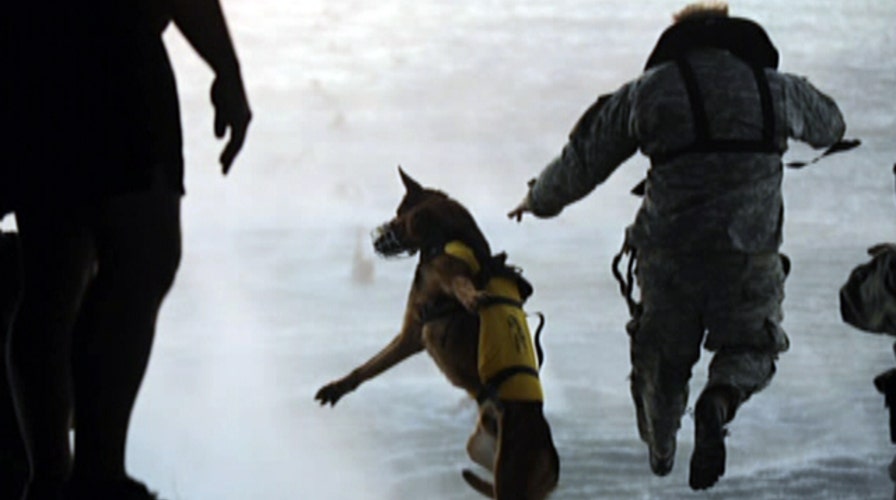 Dogs of war: What roles do military working dogs play?