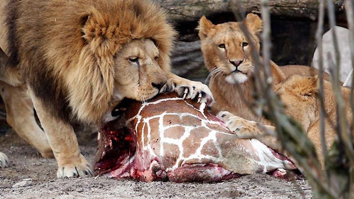 Danish zoo kills giraffe, feeds to lions