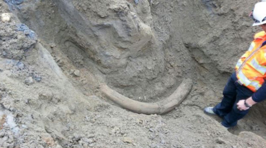 Mammoth tusk found in Seattle, Washington