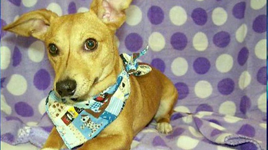 Storm destroys rescue dogs' shelter