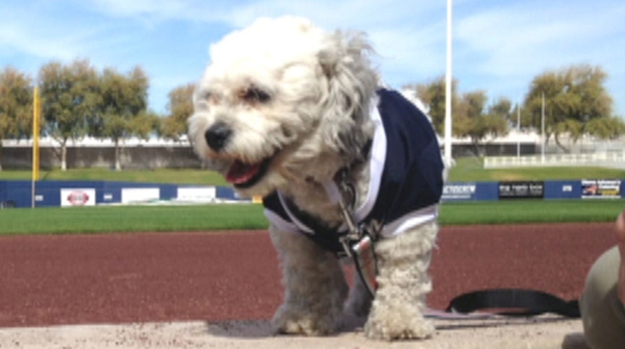 Milwaukee Brewers adopt unofficial spring training mascot