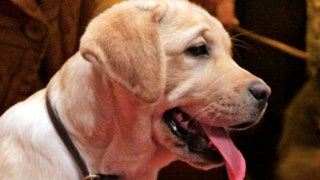 Do pets have feelings too? - Fox News