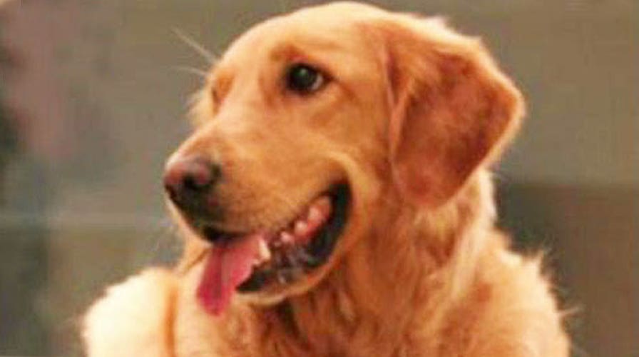 Study: Dogs may understand your emotions