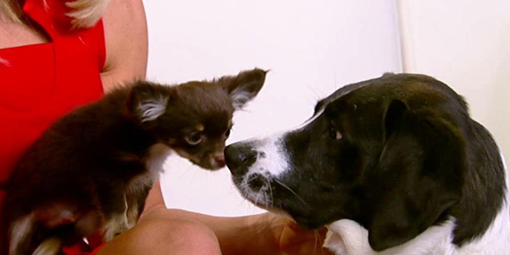 Striking similarities between canine, human brains Fox News Video