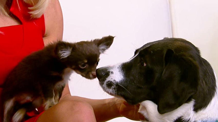 Striking similarities between canine, human brains