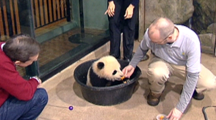 Power Player Plus: Bao Bao