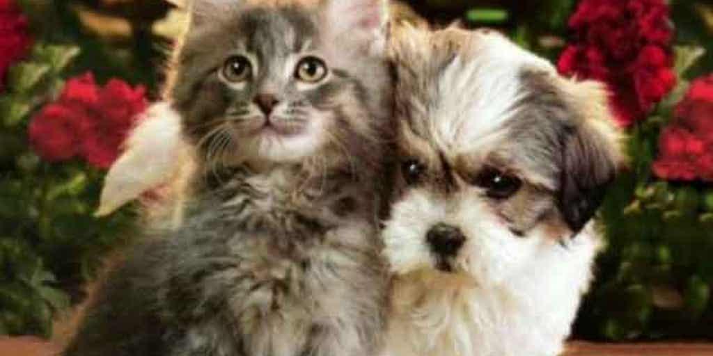 Food stamps for pets Fox News Video