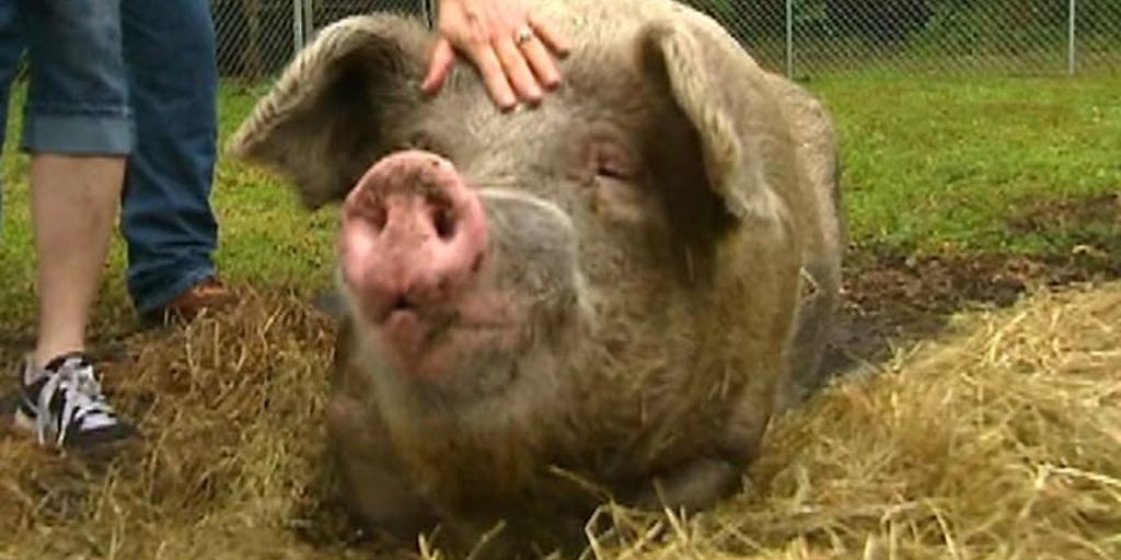 Foreclosed 1 000 pound Pig Saved From Slaughterhouse Fox News Video Foreclosed 1 000 pound Pig Saved From Slaughterhouse Fox News Video