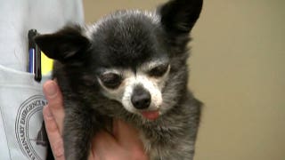 Pot poisoned pooches - Fox News