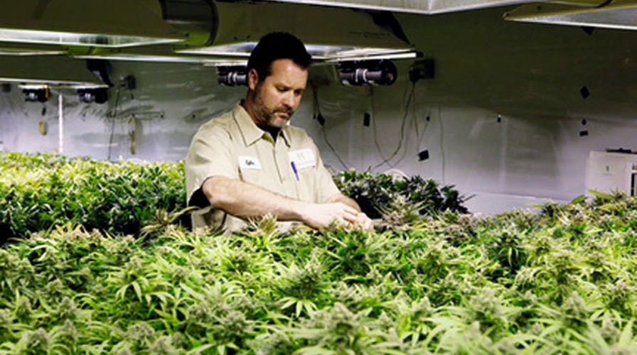 Legal Insanity: Gone to pot