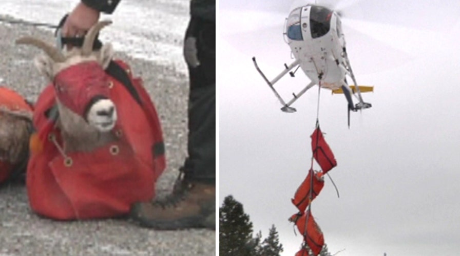 It's a bird.. it's a plane... it's sheep?