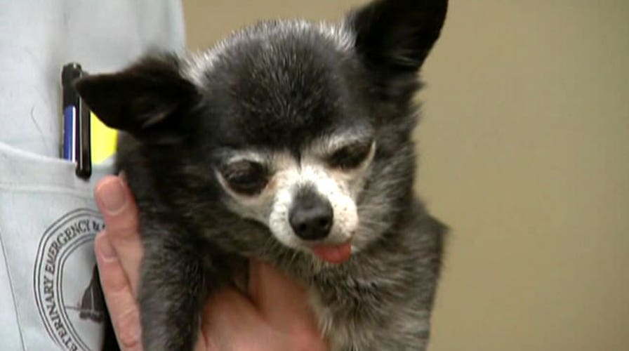 Pot poisoned pooches