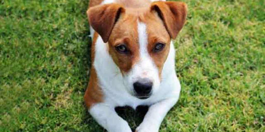 Food Stamps for Pets? Fox News Video