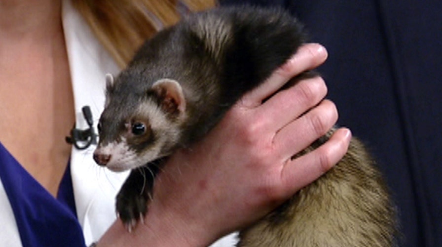 After the Show Show: Pocket sized pets