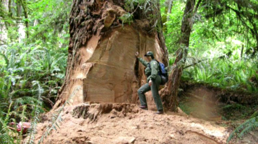 Burl poachers threaten majestic redwoods in California