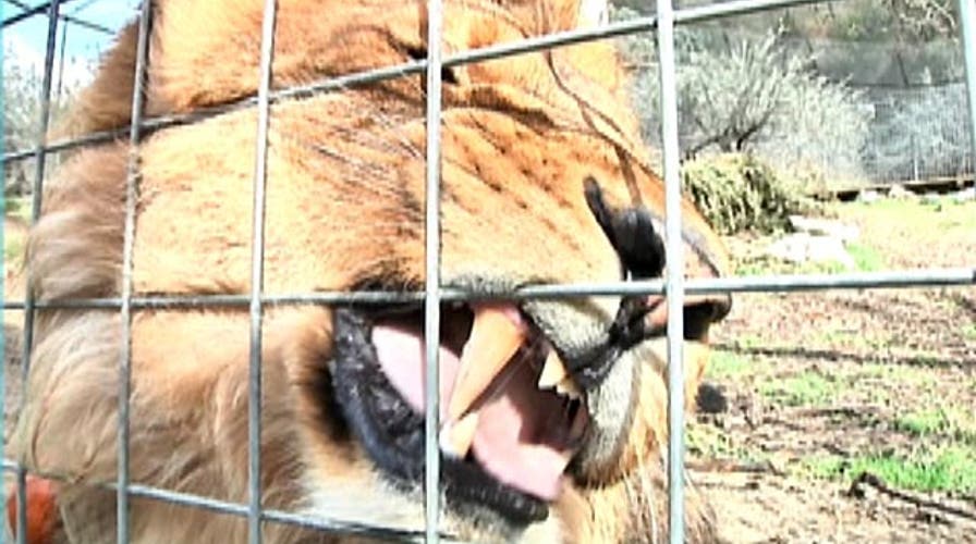 Liability questions in fatal lion attack?