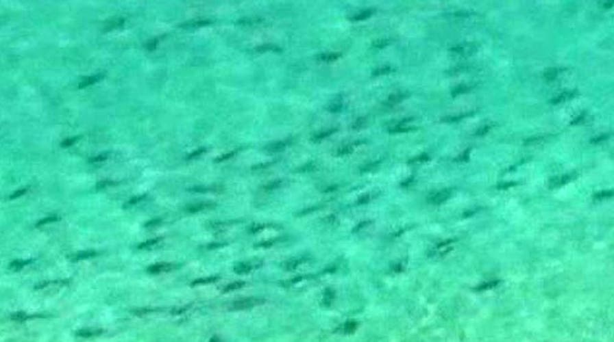 South Florida beaches close as sharks swarm offshore