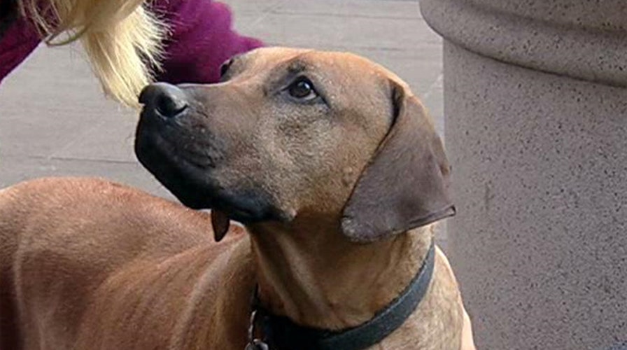 After the Show Show: Dogs