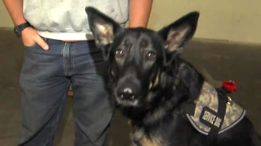Shelter dogs being trained for veterans