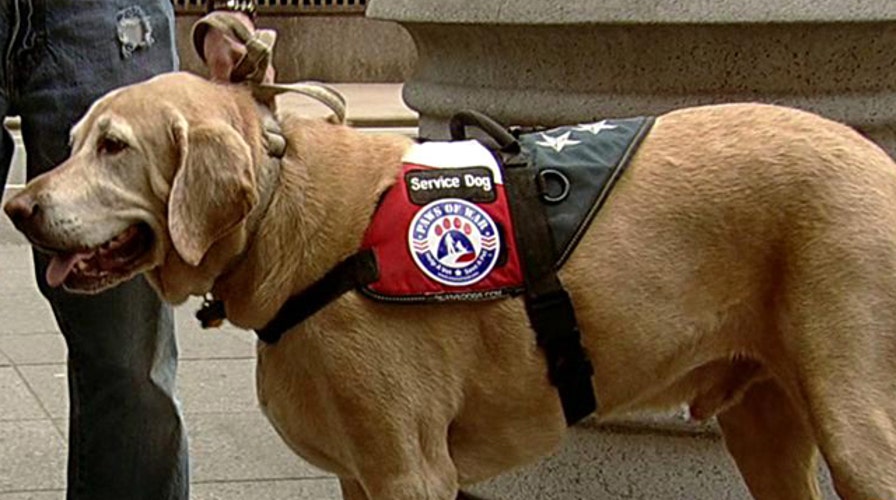 Group trains rescue dogs to be service animals for veterans