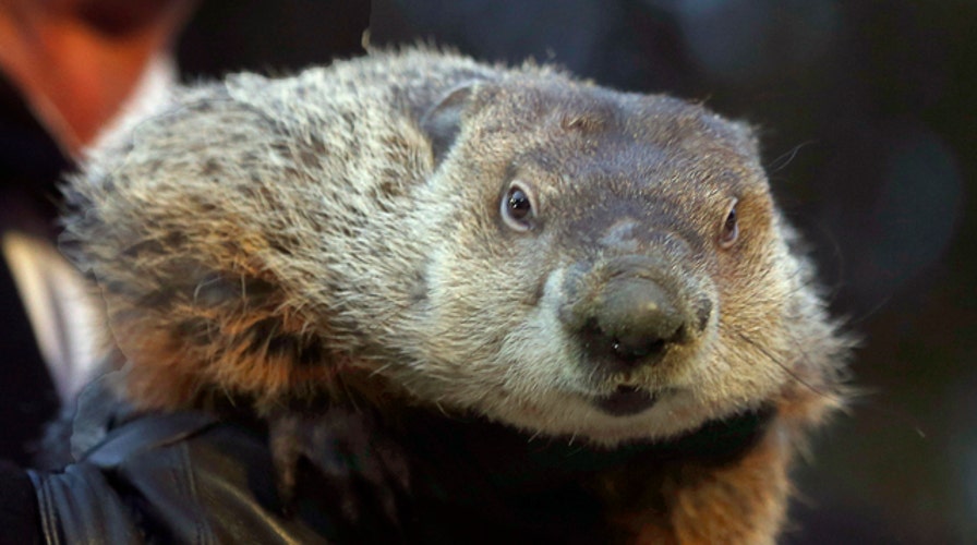 Punxsutawney Phil 'indicted' over bad forecast