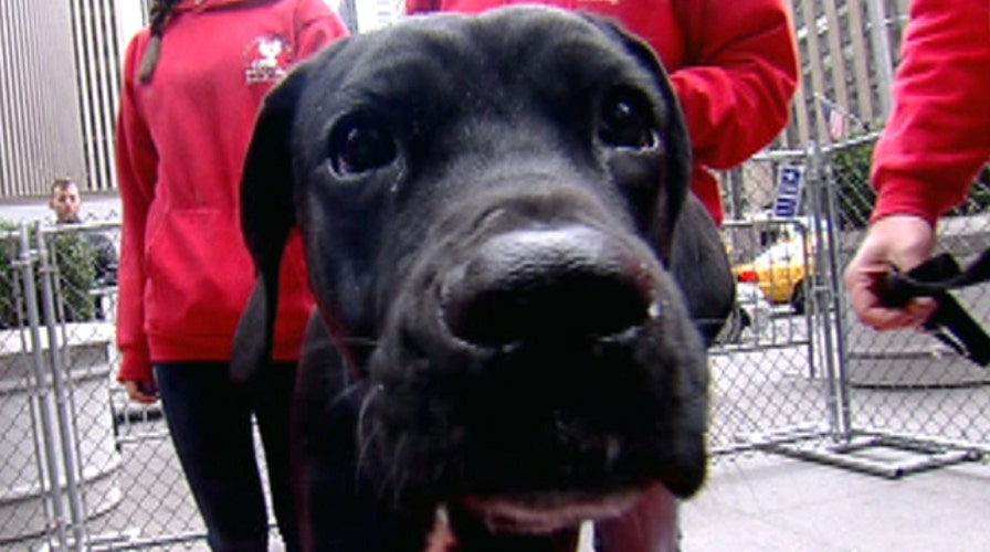 After the Show Show: Camp Bow Wow