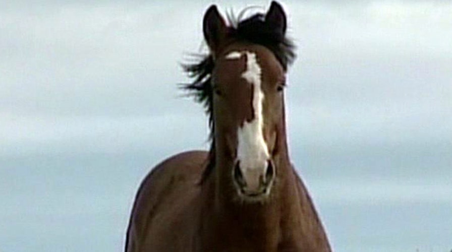 Wild horses running out of room in American West