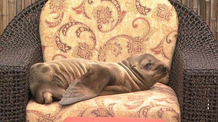 Sick sea lion pup checks in to California hotel