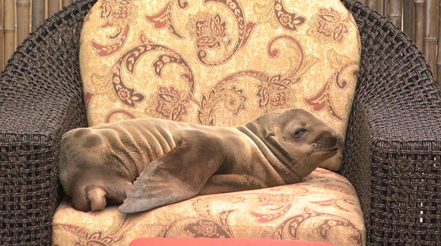 Sick sea lion pup checks in to California hotel