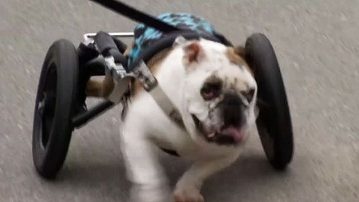 Bulldog battles cancer, inspiring others