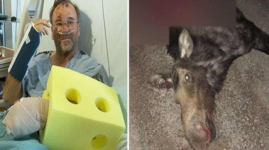 Driver slams into moose on dark Utah highway