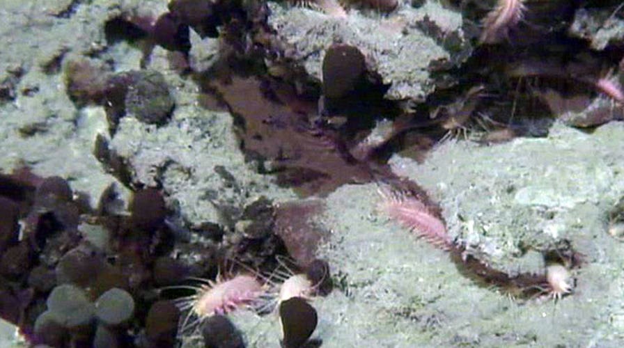 Mini-sub to assess long-term damage in BP oil spill