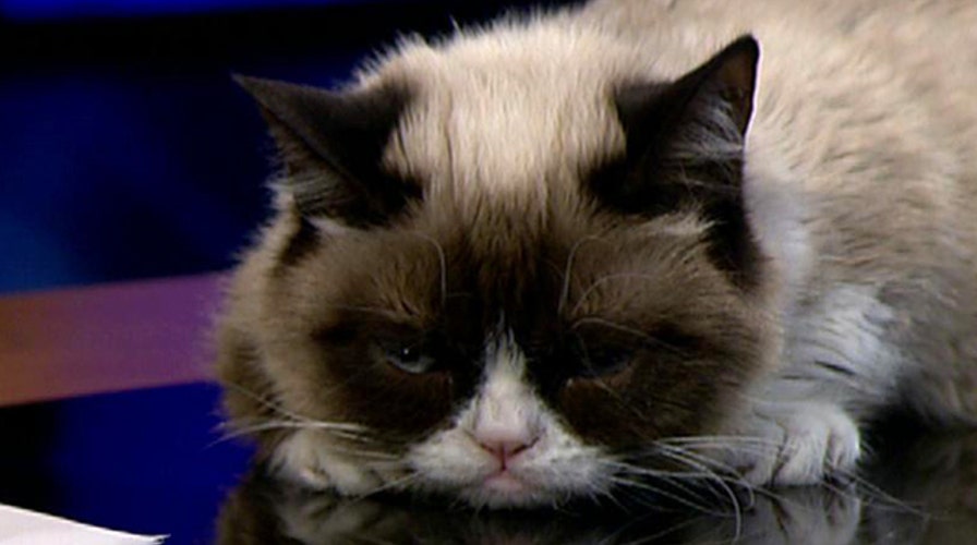 Andy Levy plays hardball with Grumpy Cat
