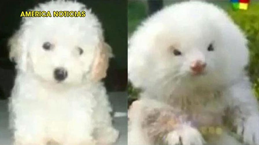 Grapevine: Surprise for 'dog' owner in Argentina