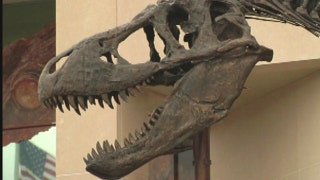 T-Rex bones readied for transport to Smithsonian - Fox News