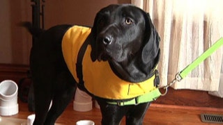 Diabetes-sniffing dog - Fox News