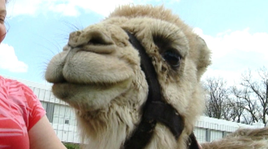 Nativity animals seized from Indianapolis man's home