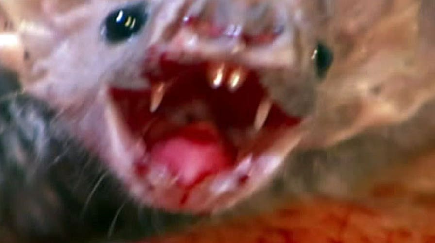 Michael J. Nelson: The one movie that is so bad it's so good