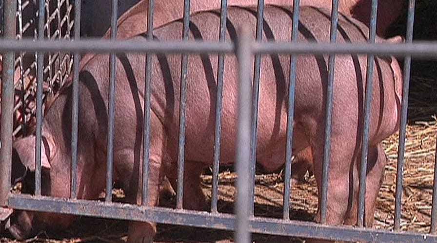 Bottle to farm to plate: Whiskey-tasting pork?