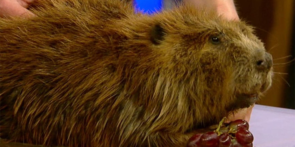 not-your-average-vet-fox-news-video