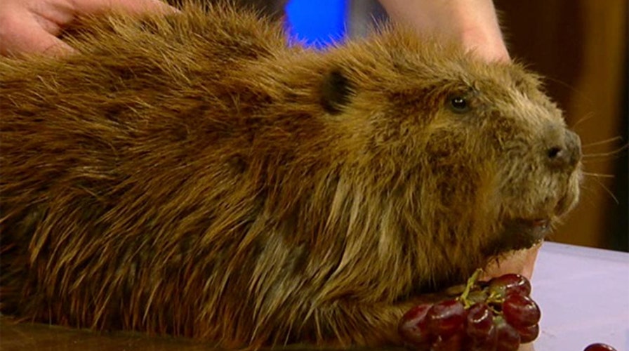 Not your average vet