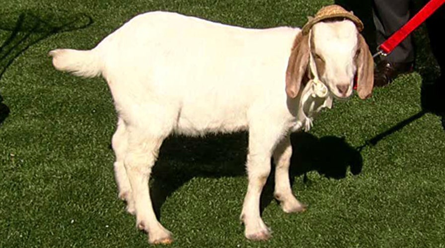 'Goats for the Old Goat' saving lives in South Sudan