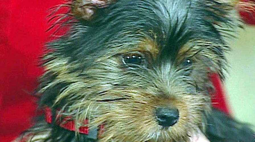 More women choosing canines over kids